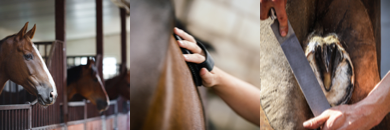 Matériel et équipement pour le soin du cheval et l'équitation - Ukal