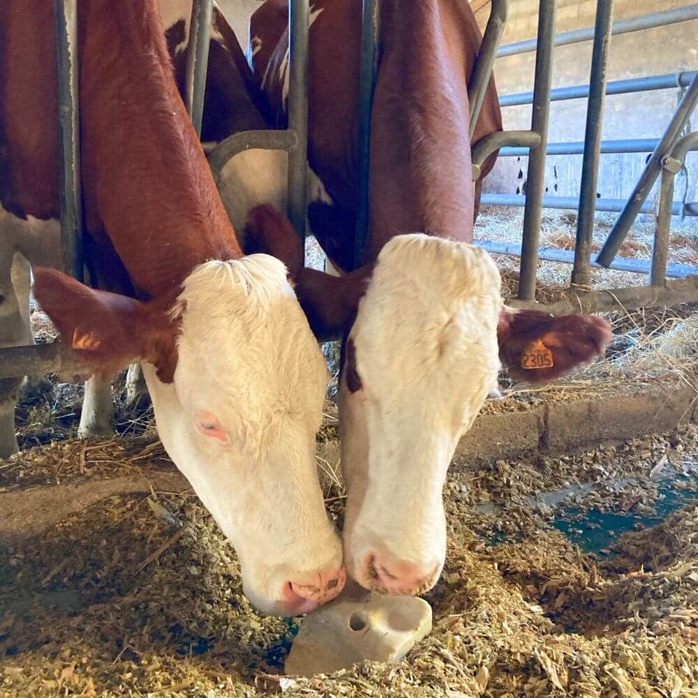 Mineral lick block with biotin and vitamin E 10 kg IMIMA