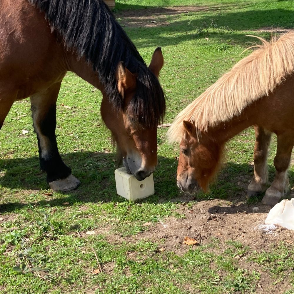 Mineral lick block with biotin and vitamin E 10 kg IMIMA