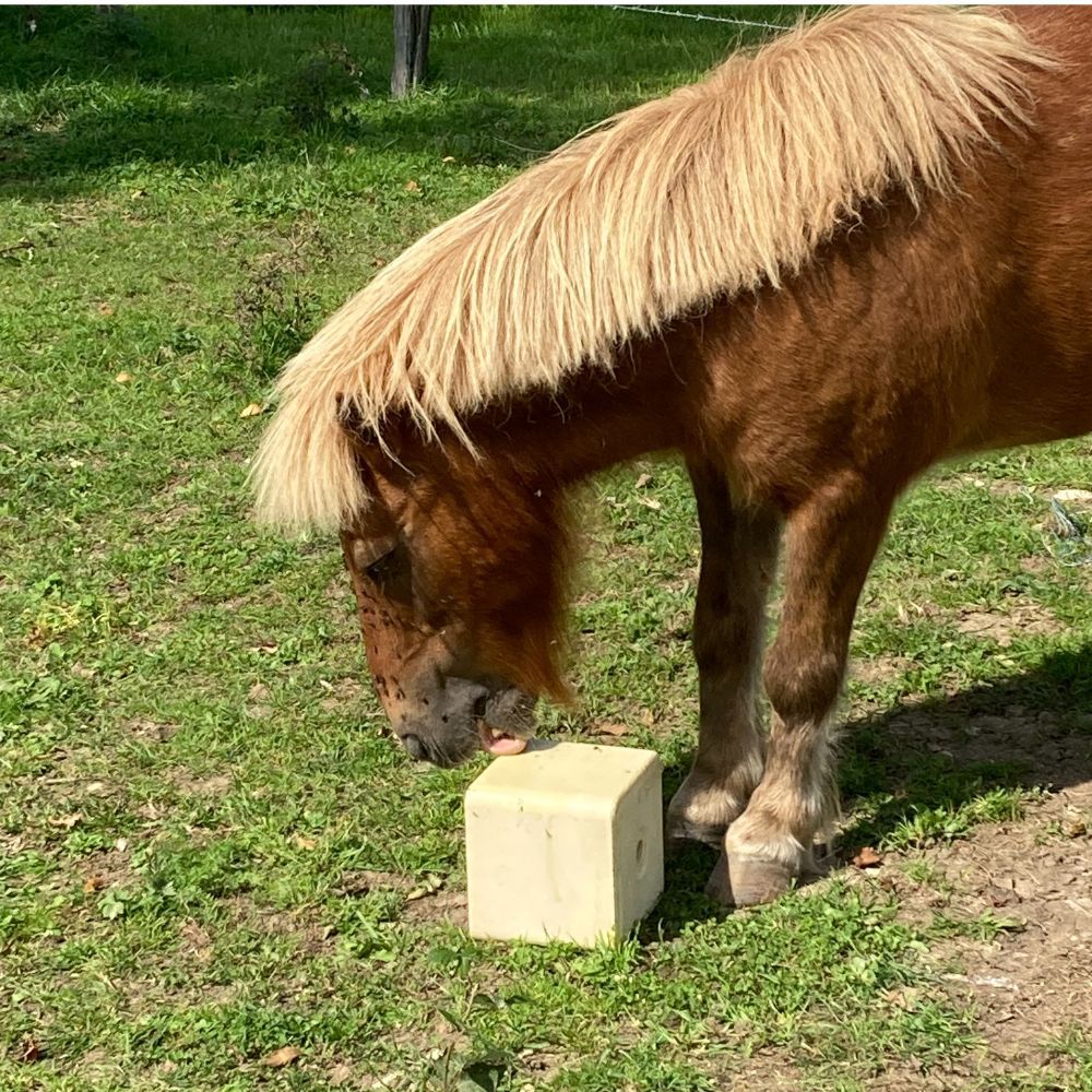 Mineral lick block with biotin and vitamin E 10 kg IMIMA