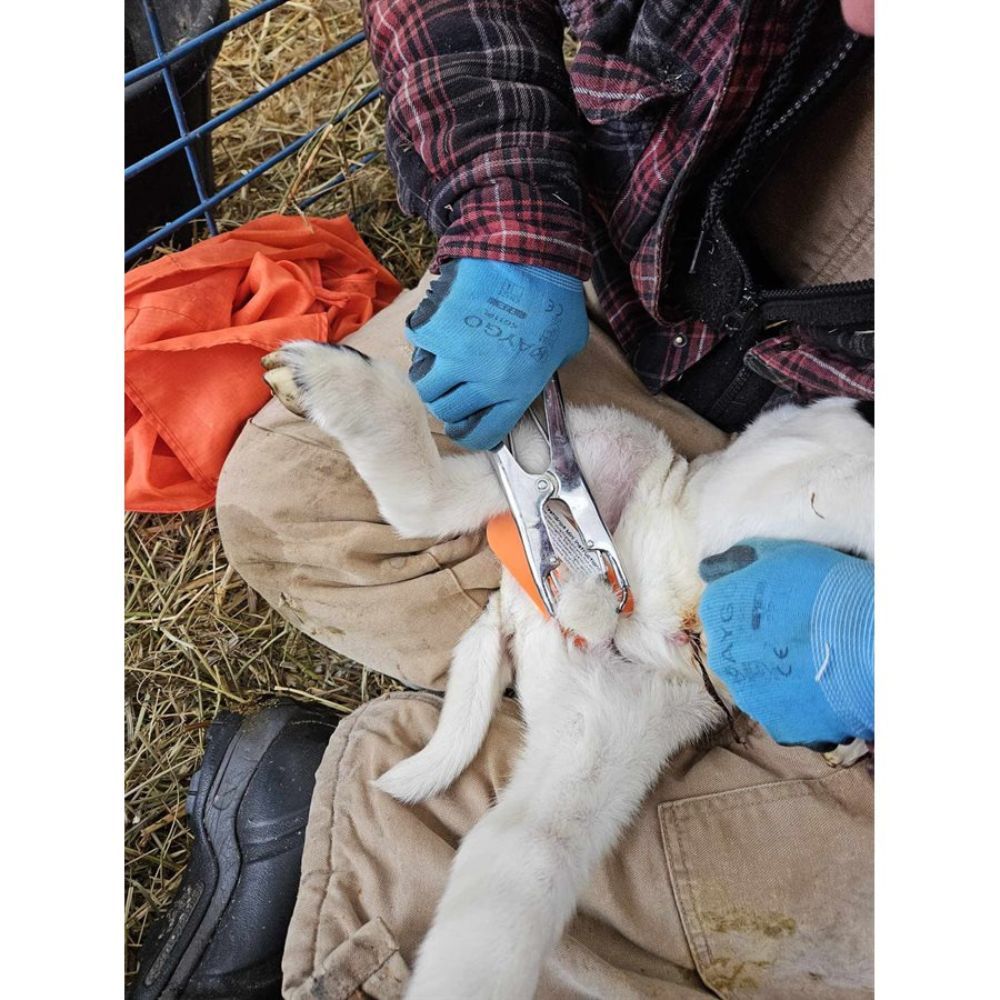 Mini testi grip pour agneaux UKAL