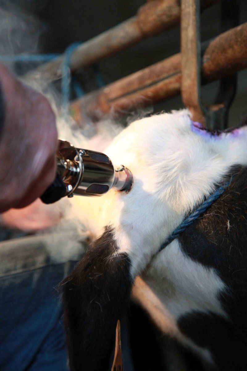 Enthornungsgerät NETHORN 