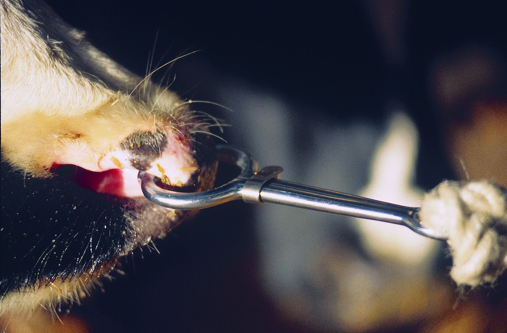 Bull holder harms nickel plated forged steel