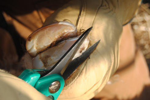 Premium sheep hoof shears