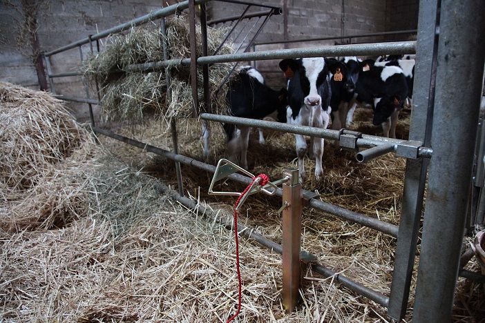 Kopfhalterung Für Schafe Und Rinder