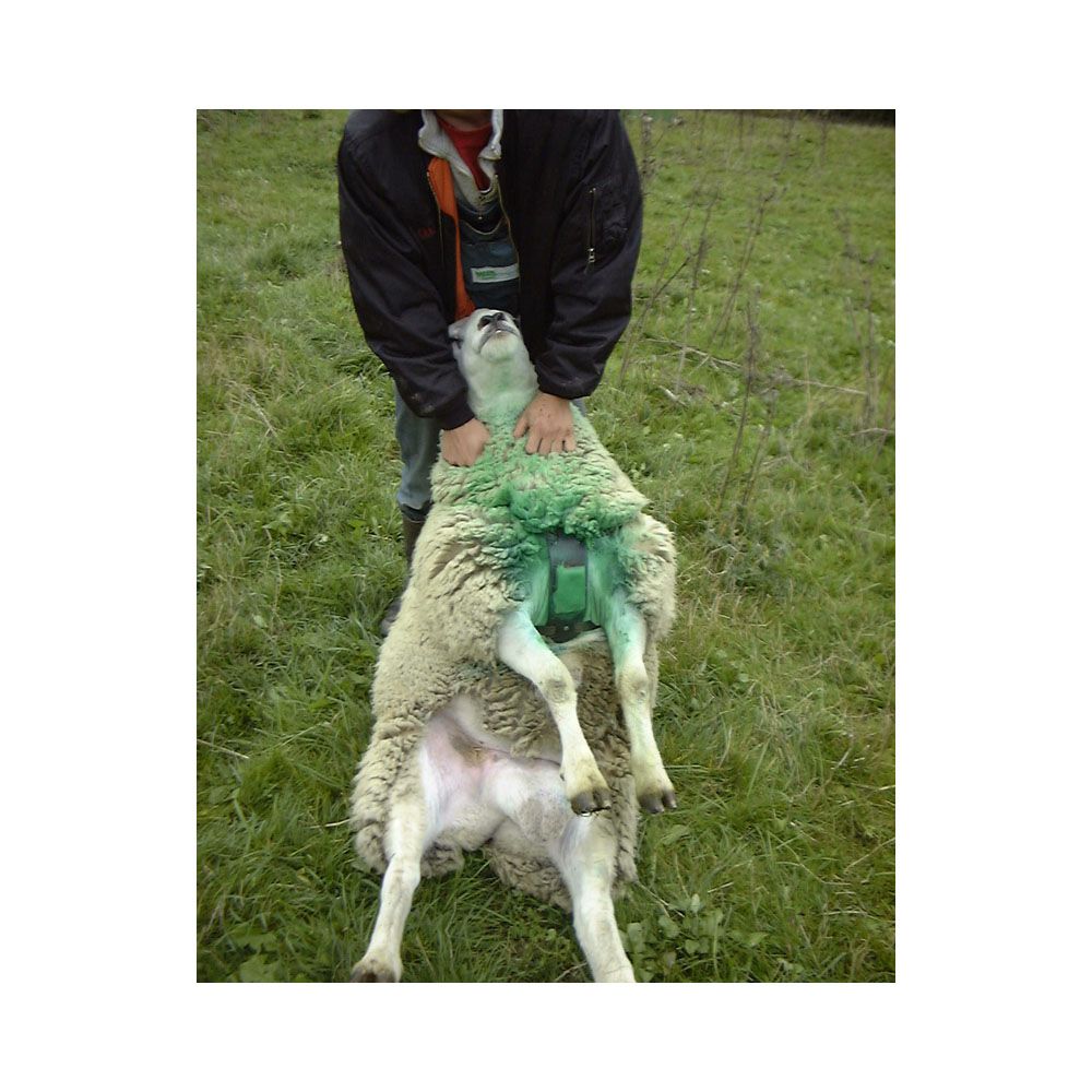 Bloc marqueur bleu pour harnais RAIDEX