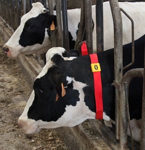 Nummernblock 4 / 5 Cm