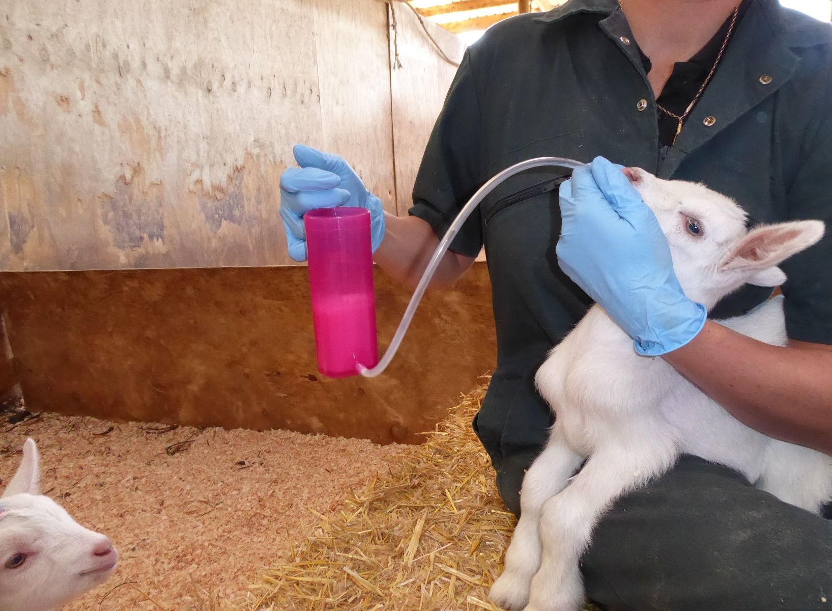 Rehydrierer Für Den Lamm