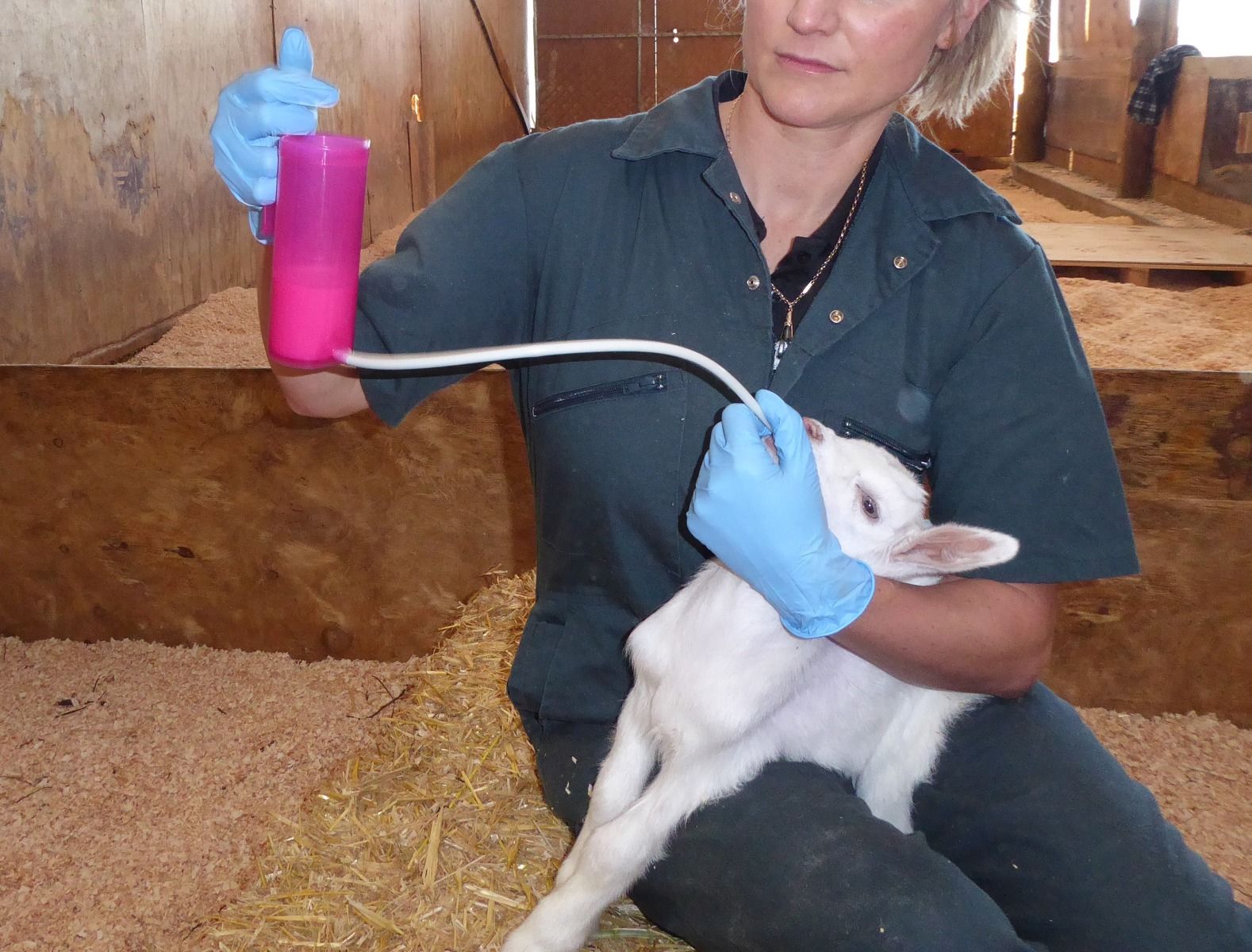 Rehydrierer Für Den Lamm