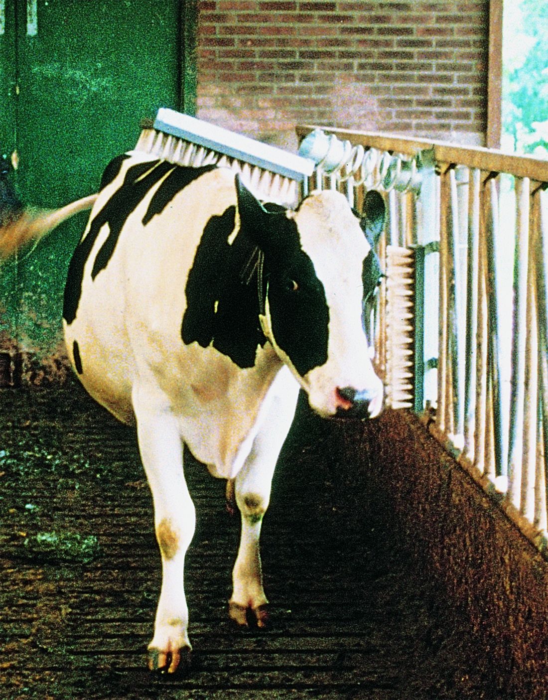 Brosse à vache VINK