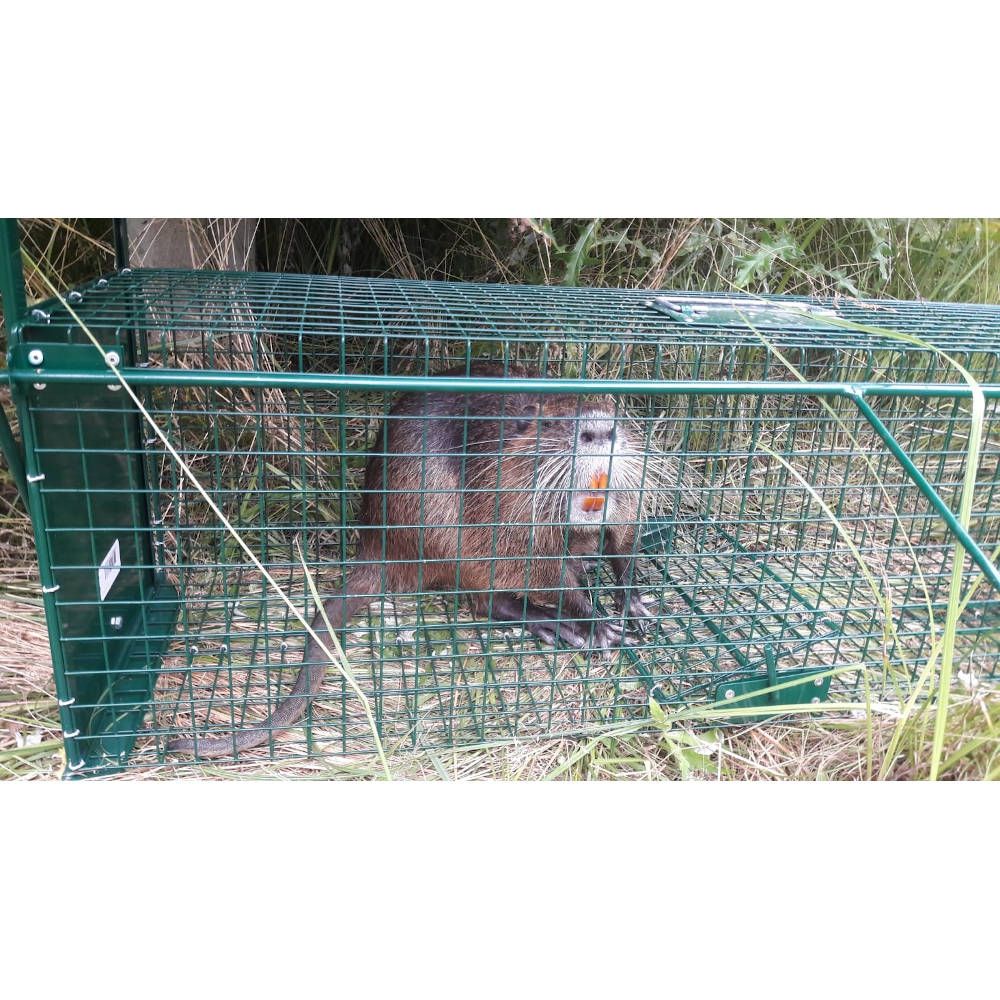 Lebendfalle 2 Eingänge 103X31X31