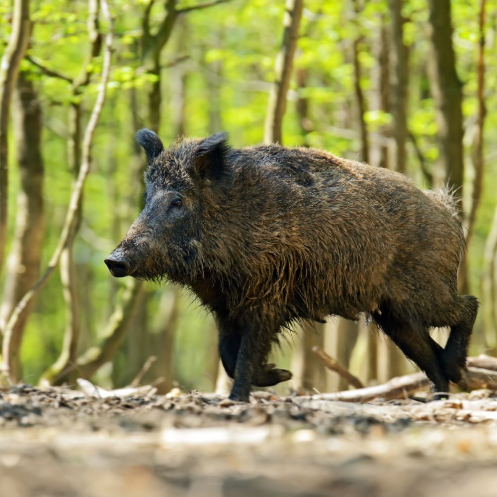 Répulsif concentré anti-sangliers 250 ml ULRICH