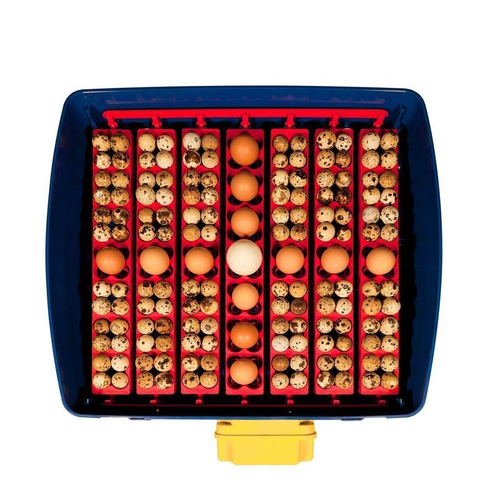 Couveuse digitale  BOROTTO 49 oeufs automatique 