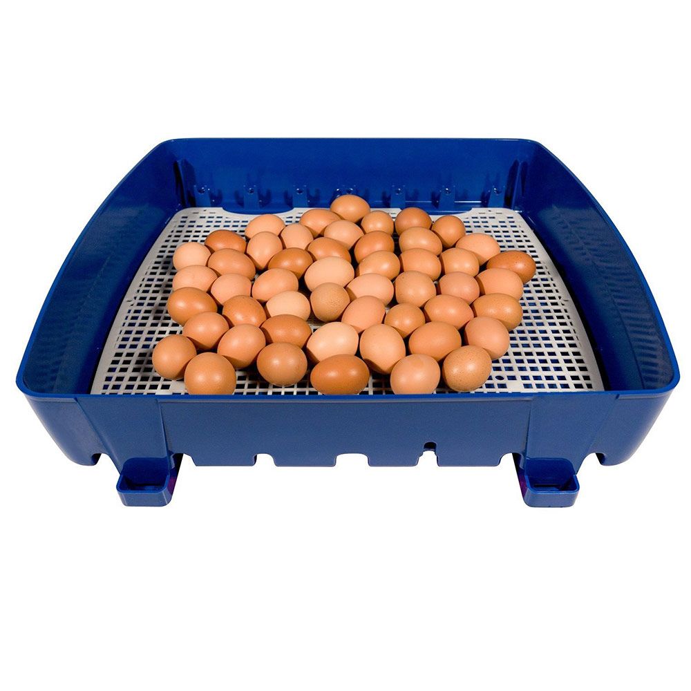 Couveuse digitale  BOROTTO 49 oeufs automatique 