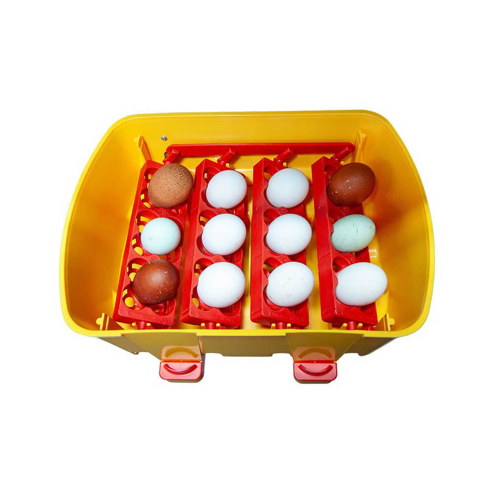 Couveuse automatique 12 œufs RIVER by CHICK'A