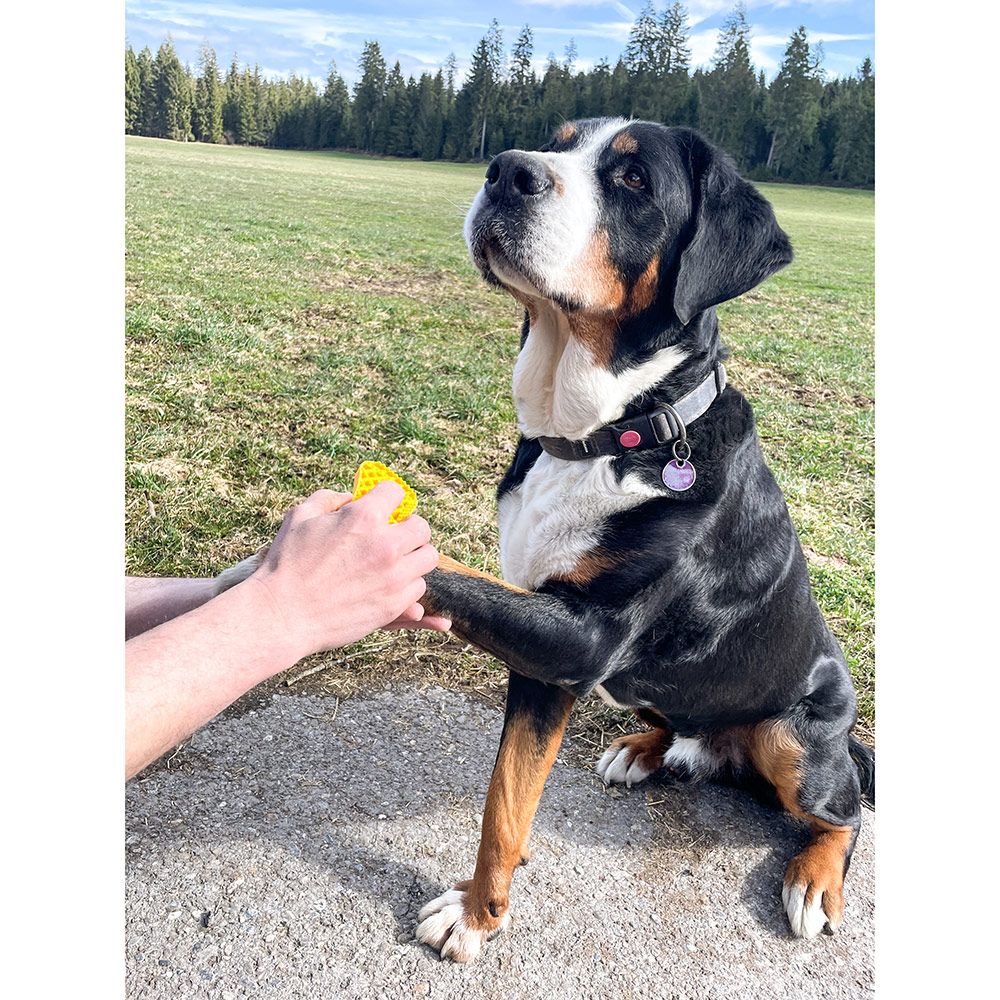 Brosse universelle grands chiens à poils courts PETME 