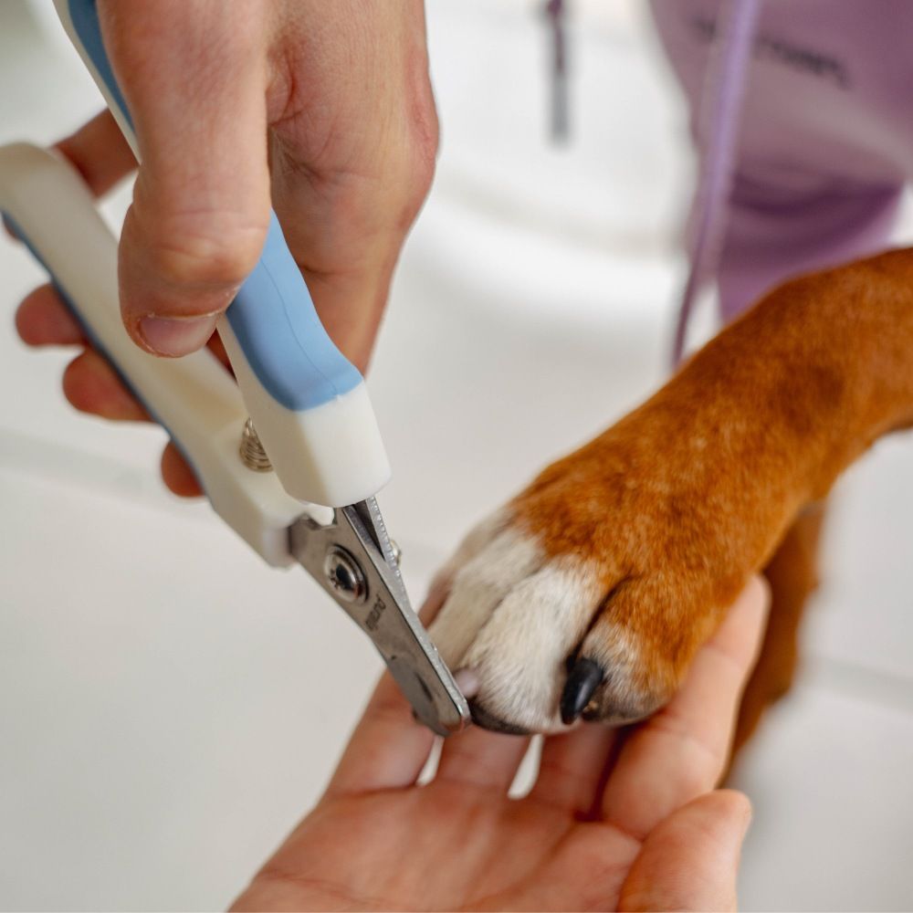 Nail clippers for dogs and cats PURALIA