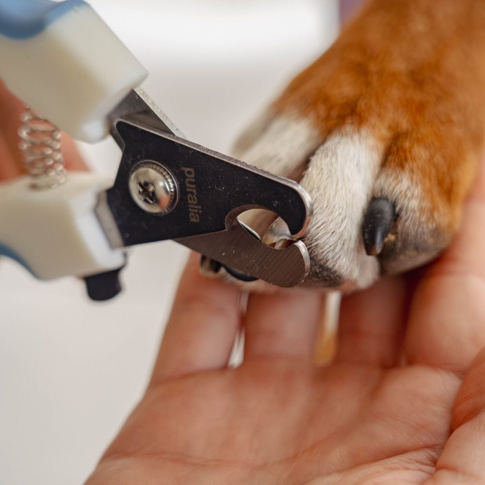 Nail clippers for dogs and cats PURALIA