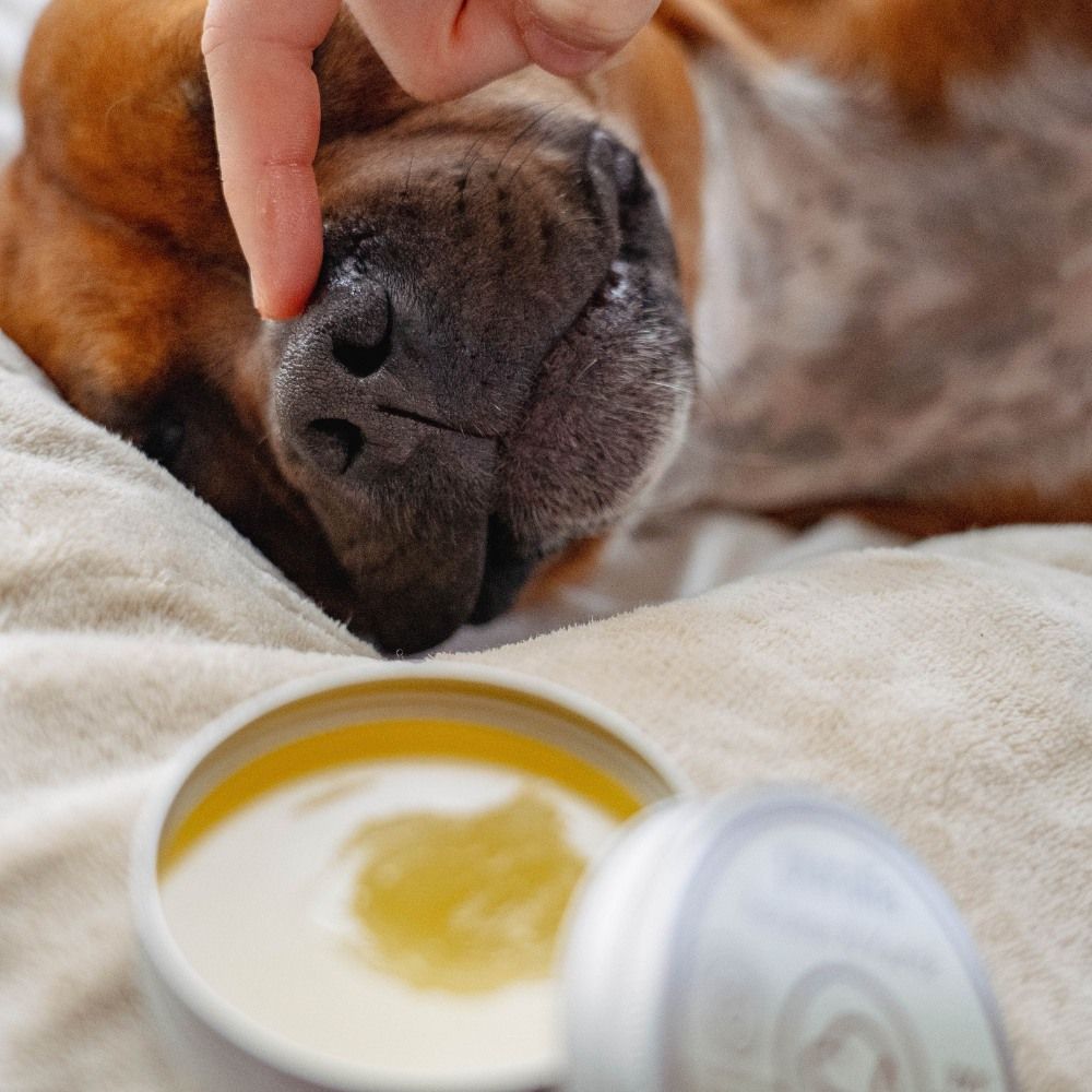 Pflegebalsam für Nase und Pfotenballen 50 ml PURALIA