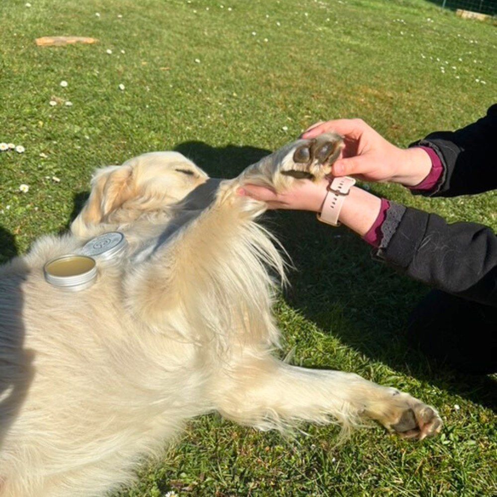 Pflegebalsam für Nase und Pfotenballen 50 ml PURALIA