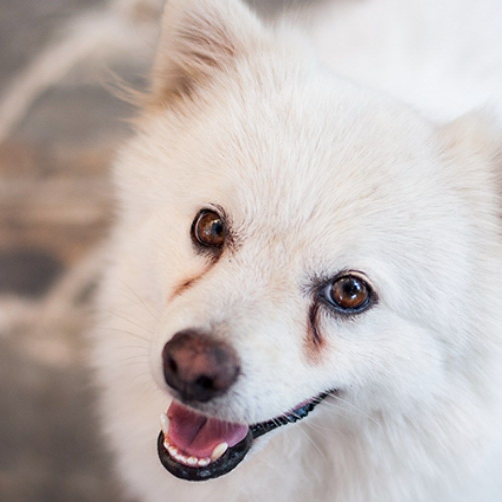 Nettoyant naturel anti-larmes pour chiens et chats 120 ml HYPONIC