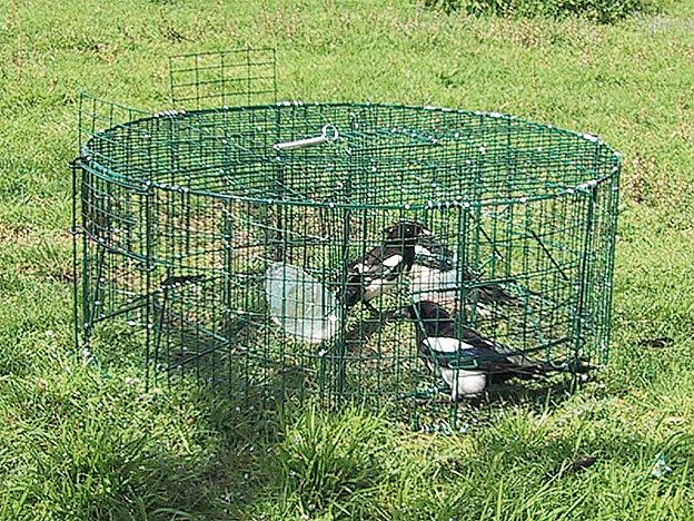 Round magpie trap BOXTRAP