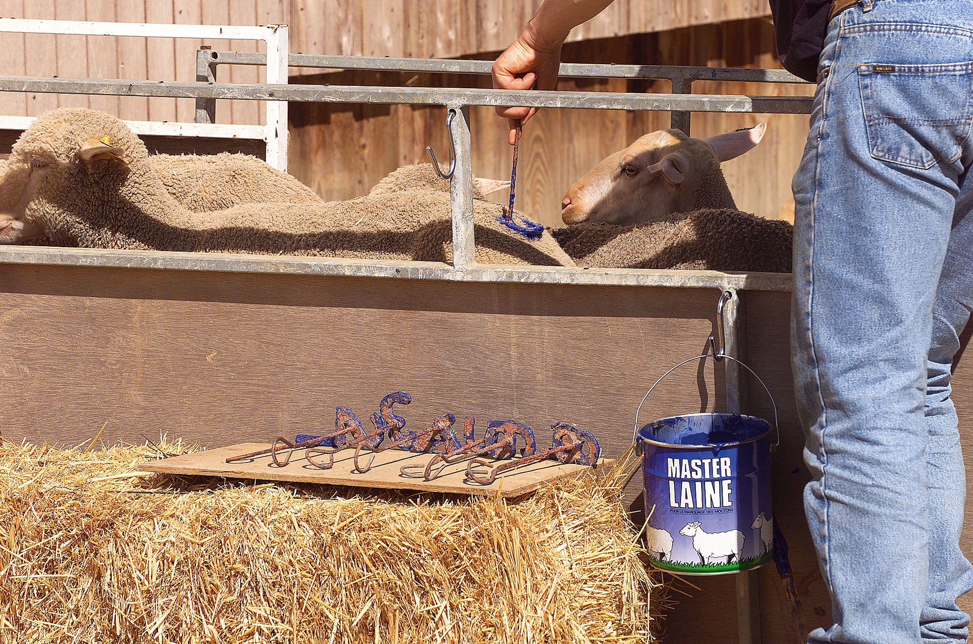 Pot de peinture bleue pour mouton, 4 kg