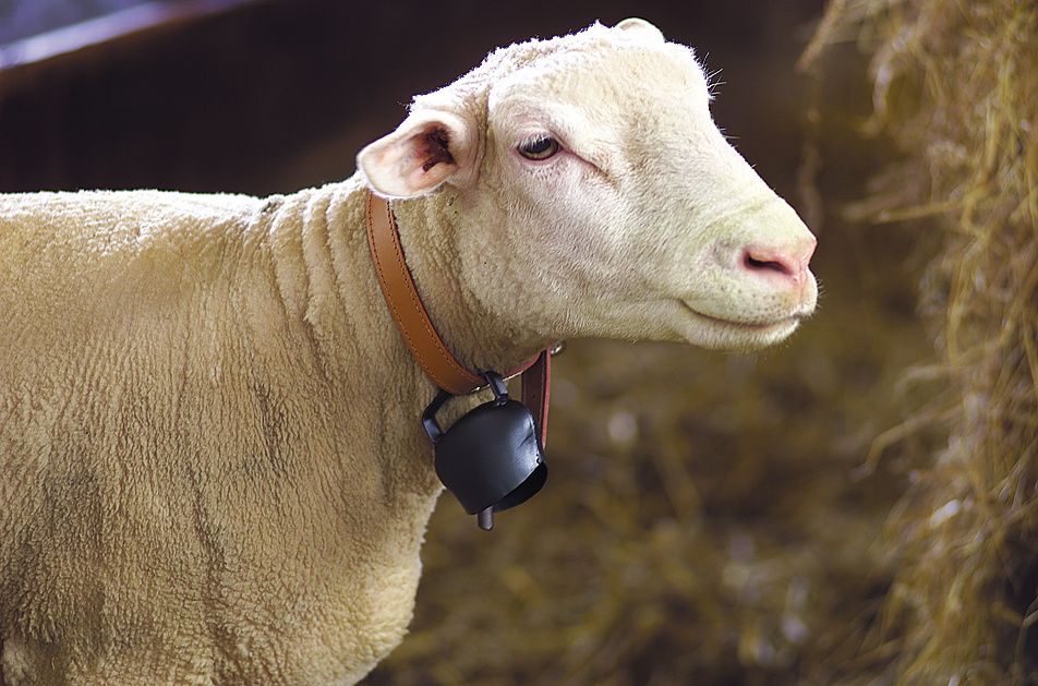 Black blue curved steel bell 64 mm