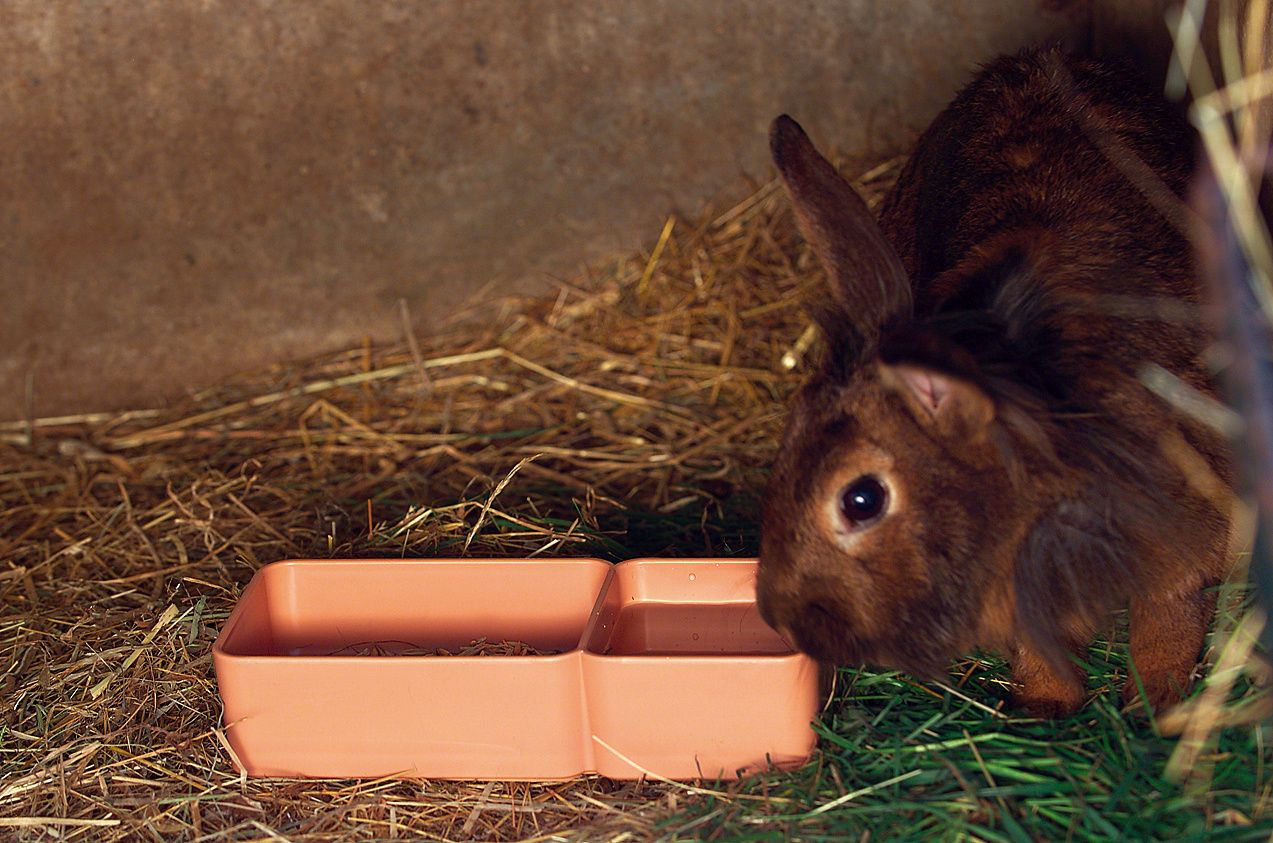 Futterautomat Für Kaninchen Und Tauben/ Doppelt