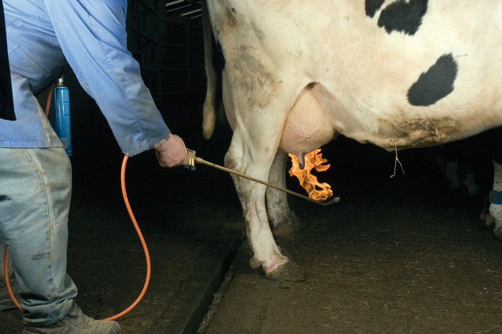 Thermischer Euterenthaarer