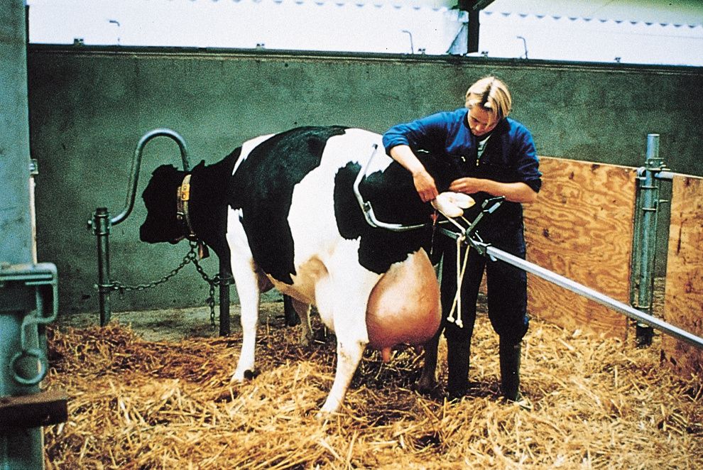 Vêleuse Vink alternative race à viande