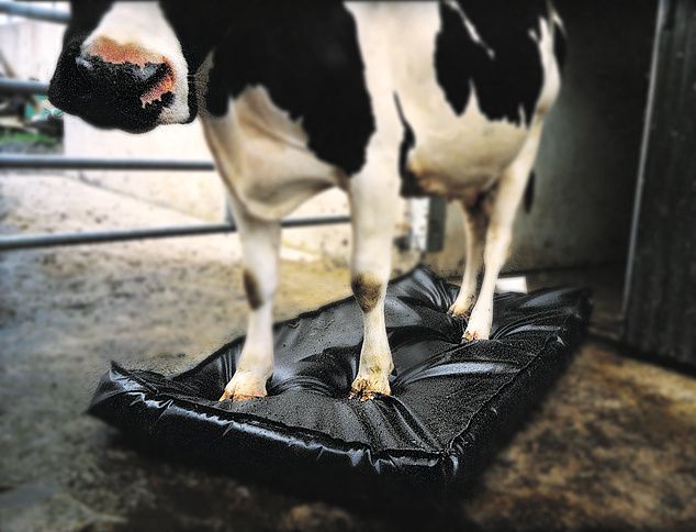 Pédiluve mousse Septicare