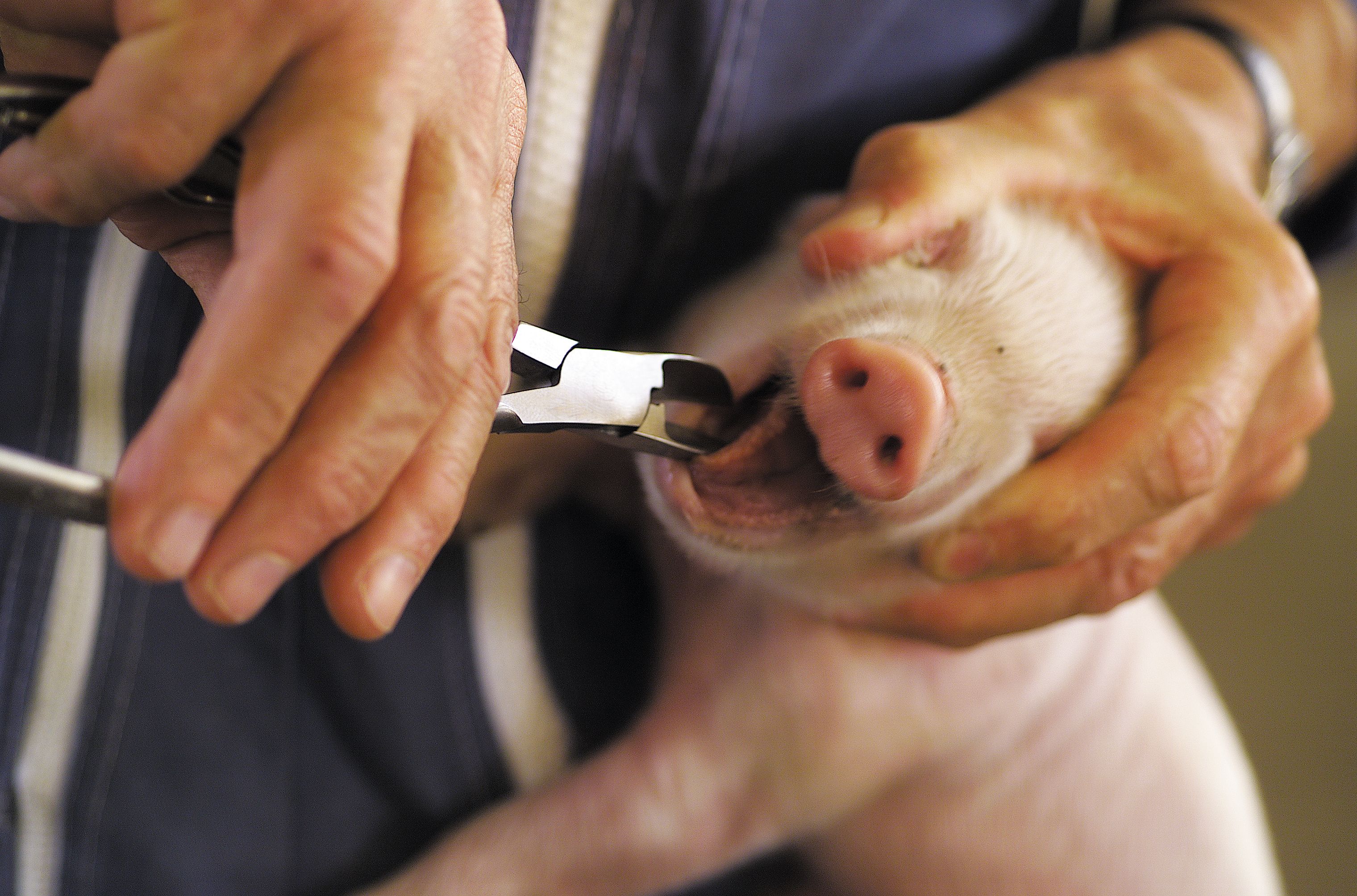 Nickel-plated tooth cutting nipper