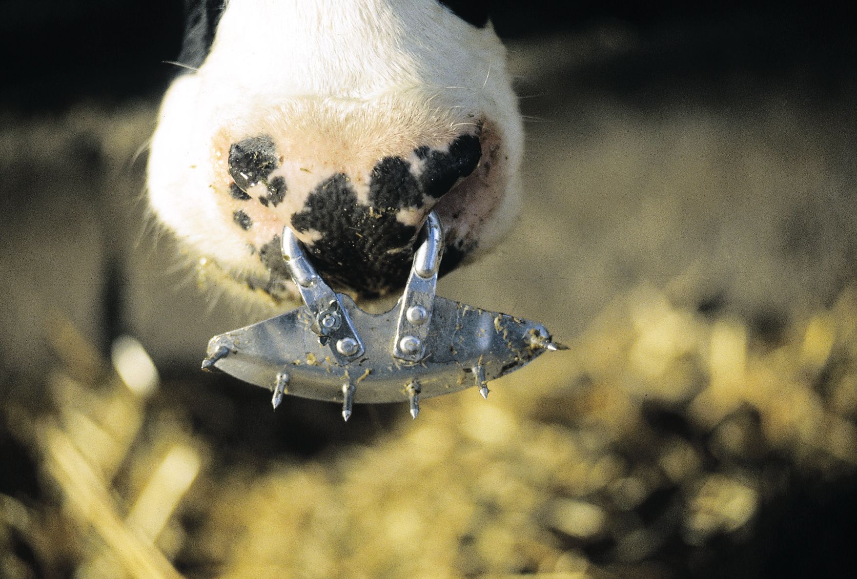 Spiked weaner swingarm
