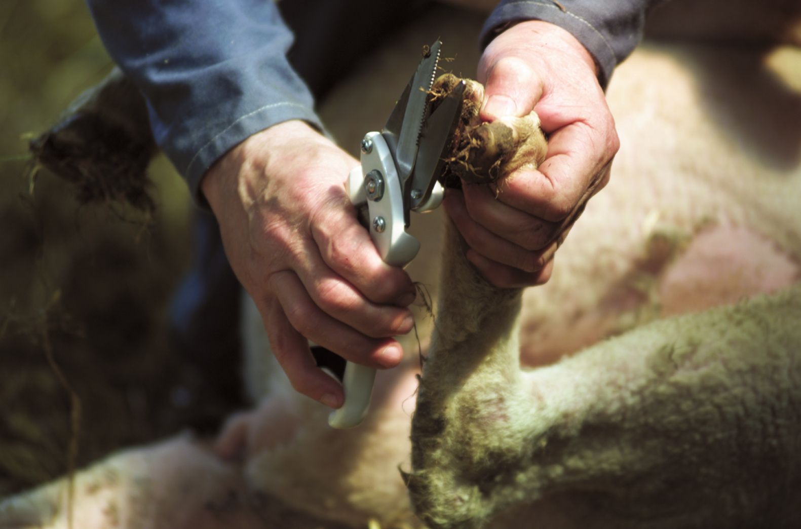 White sheep hoof cutters short blade, non serrated.