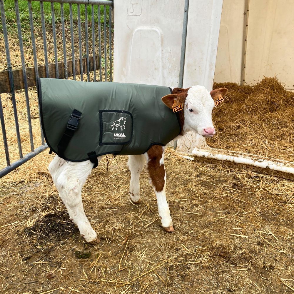 Premium Kälberdecke - 3-Lagig Und Wasserabweisend