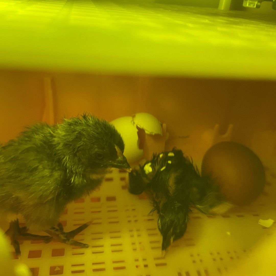 Couveuse automatique 12 œufs RIVER by CHICK'A