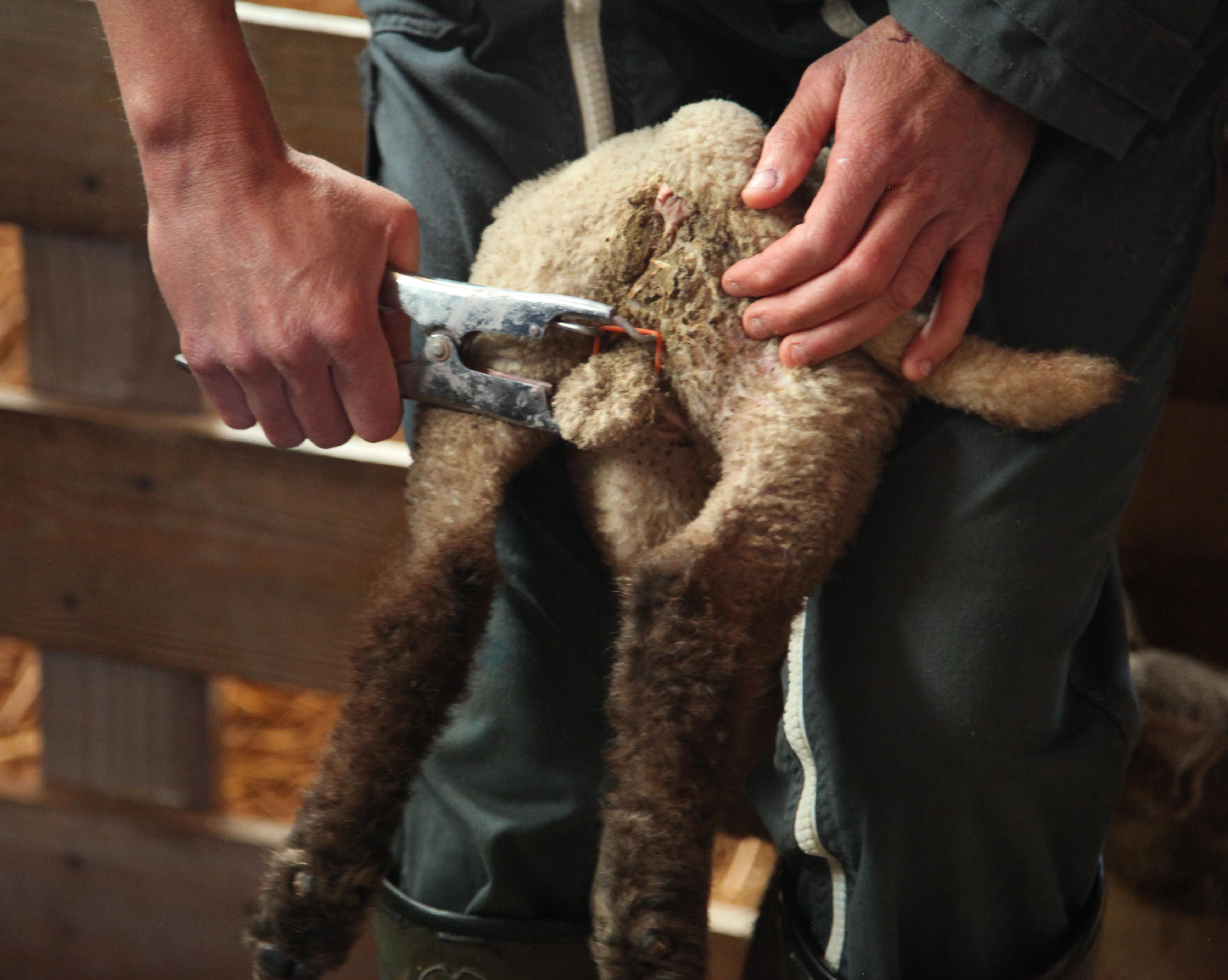 Gummiringe Orange Elastrator X100