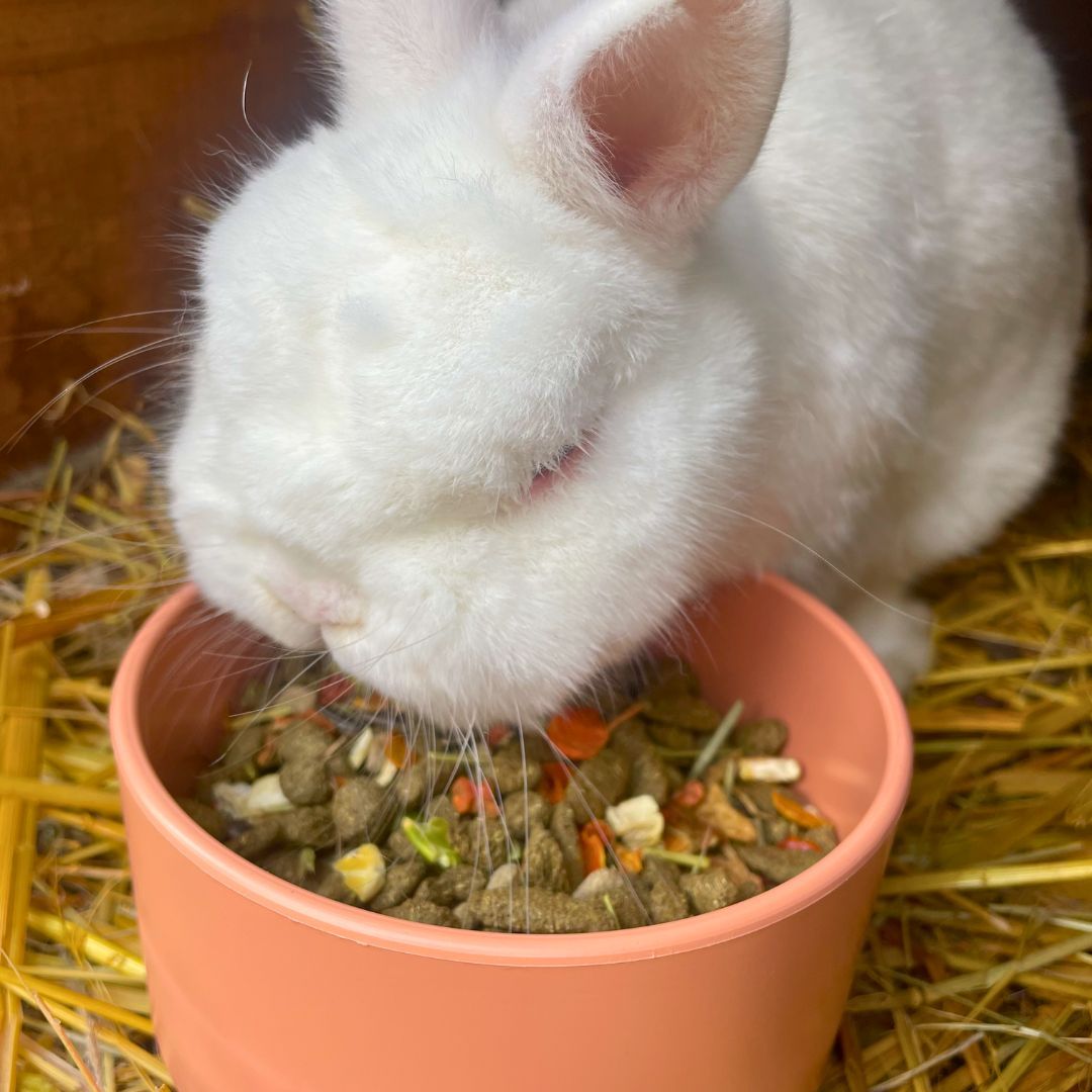 Kaninchen-Taubentrog/Rund