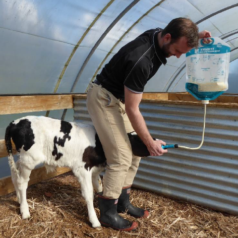 50 Sacs pour colostrum ANTAHI