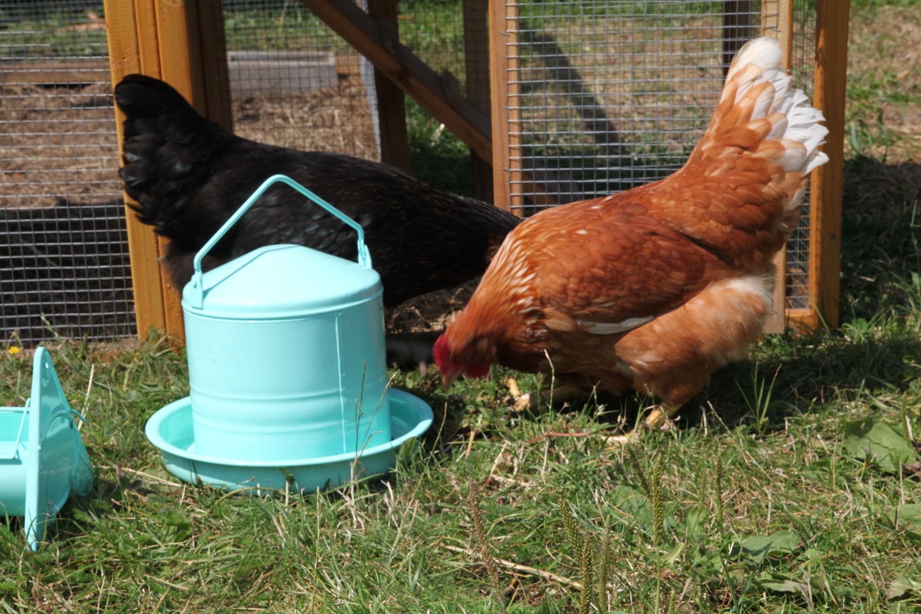 Nourrisseur trémie émaillé vert d’eau 3L - 4 poules