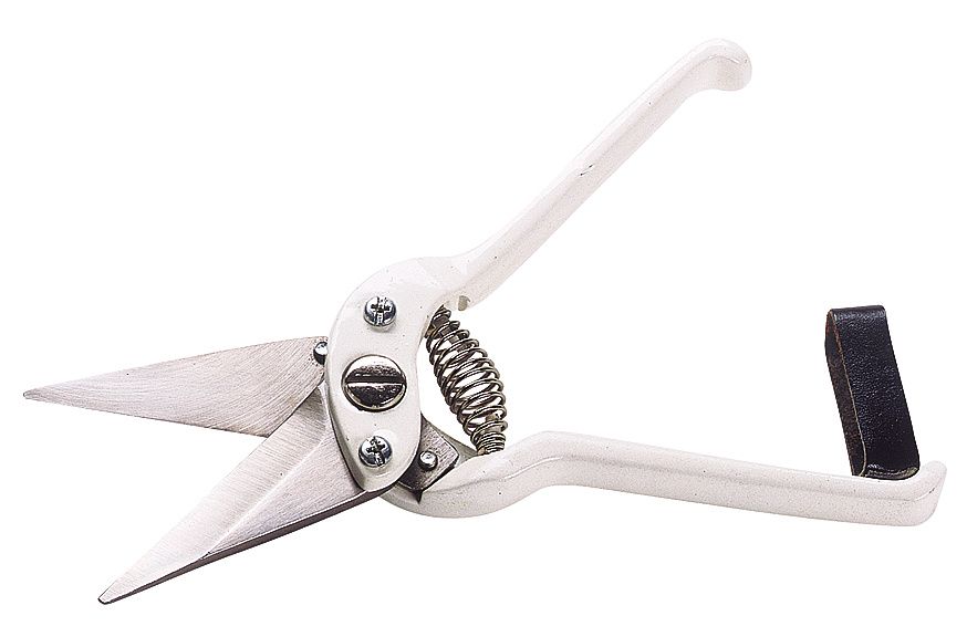 White sheep hoof cutters short blade, non serrated.