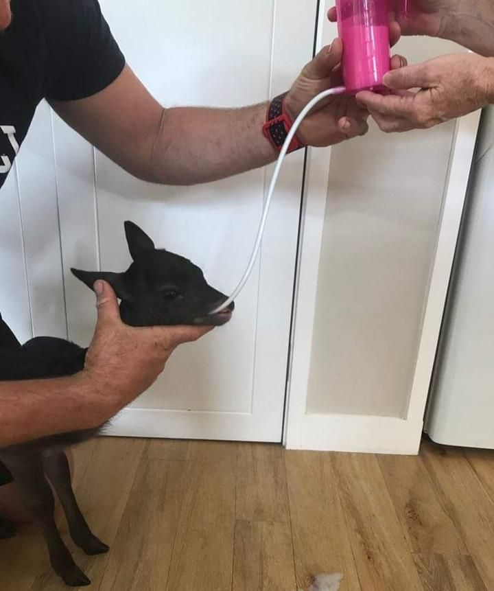 Replacement tube for the TrustiTuber for lamb ANTAHI