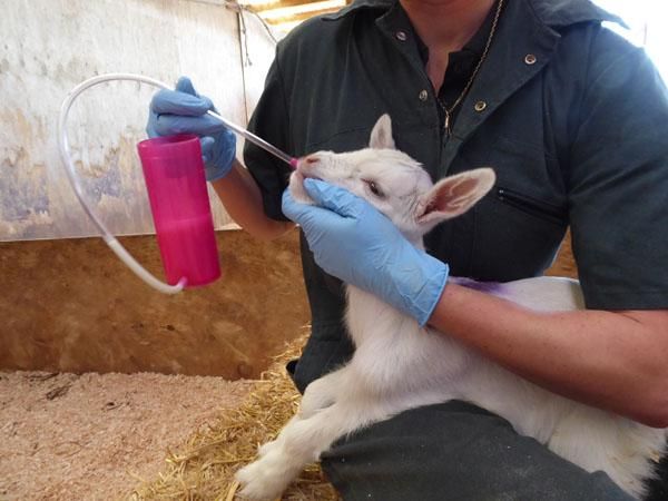 Replacement tube for the TrustiTuber for lamb ANTAHI