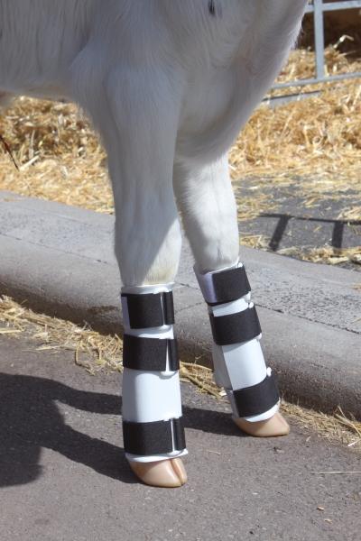 Leg splint for calves - Ukal