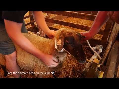 Animal Headstock Headgate Sheep Lamb Calf Goat Head Gate Head Stock Lambing 