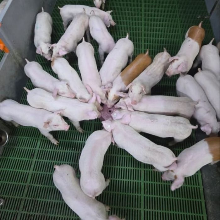  Anti-stress mineral lick block 5 kg IMIMA 