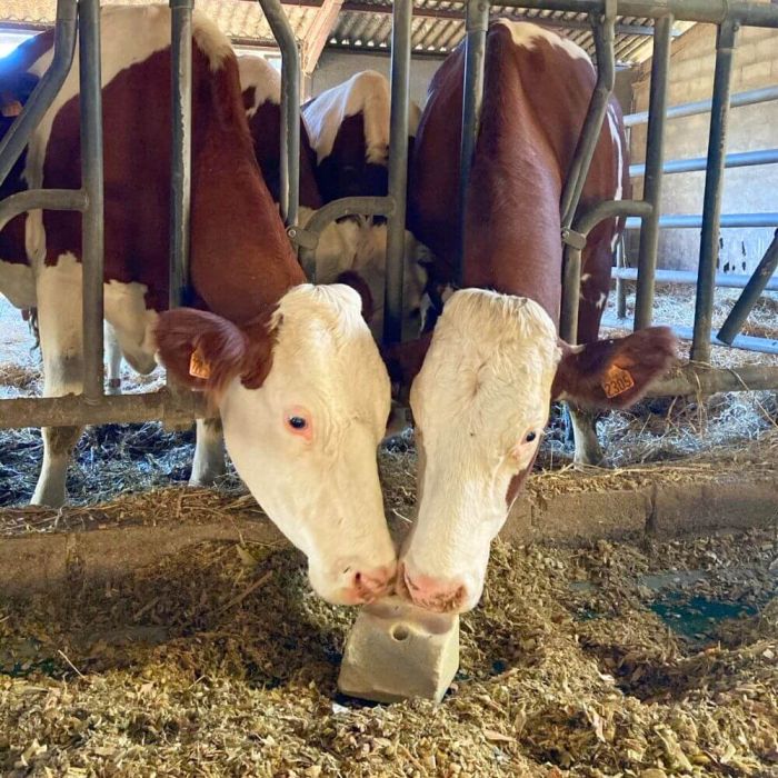 Mineral lick block with biotin and vitamin E 10 kg IMIMA