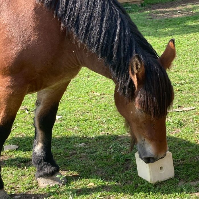 Mineral lick block with biotin and vitamin E 10 kg IMIMA