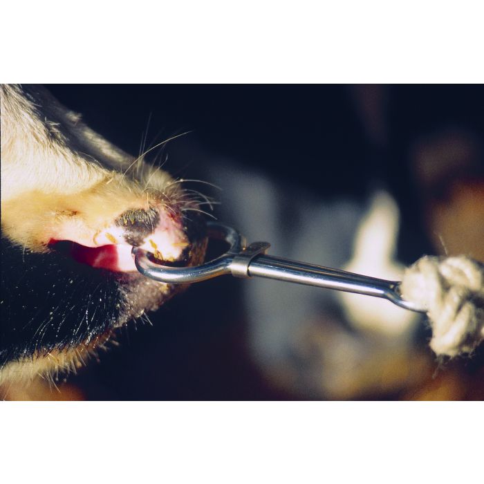 Bull holder harms nickel plated forged steel